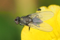 Anthomyidae